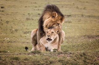 Paarung Serengeti